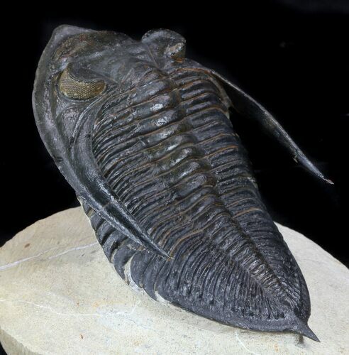 Detailed Zlichovaspis Trilobite - Atchana, Morocco #56806